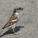 moineau domestique / house sparrow