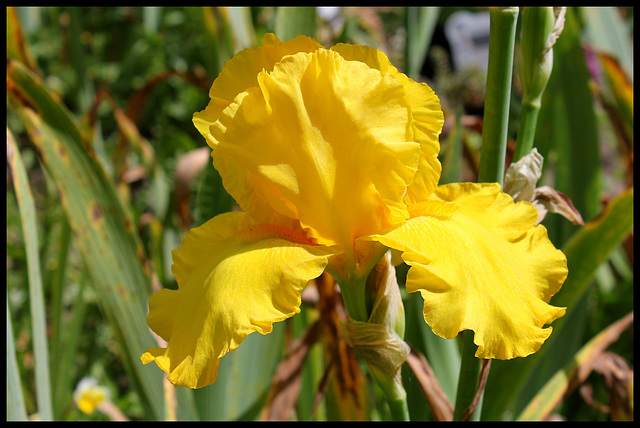 Côte d'Or  (2)