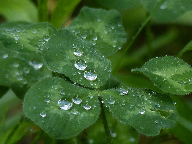 Raindrop refractions