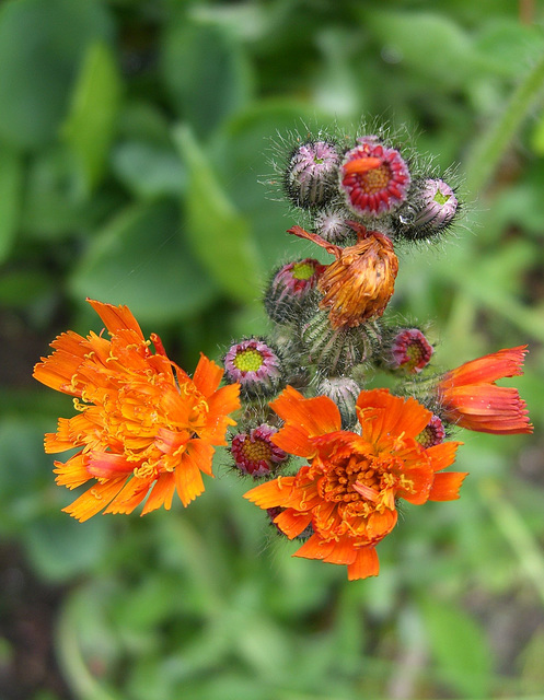 050 Orangerotes Habischtkraut - eine Wildpflanze im Garten