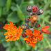 050 Orangerotes Habischtkraut - eine Wildpflanze im Garten