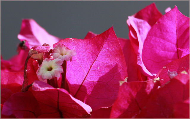 Fleurs de la bougainvillée