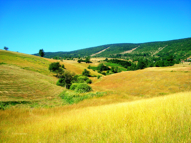 Explosion of summer colors