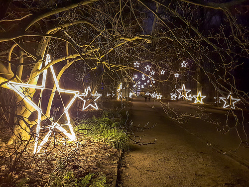 Botanischer Garten Berlin - Christmas Garden