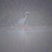 Great blue heron on a foggy morning