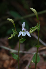 Triphora trianthophorus (Three-birds orchid)