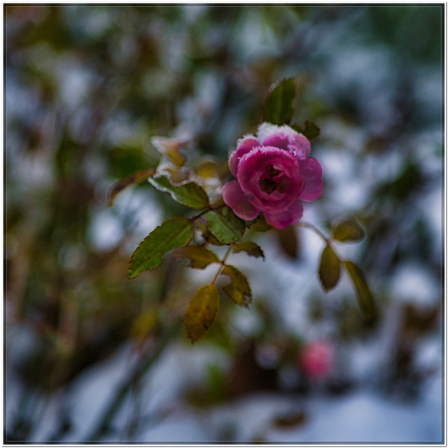 Rose im Schnee