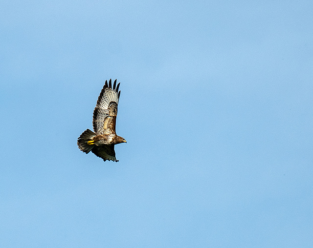 Buzzard