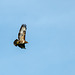 Buzzard