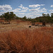 Old Halls Creek