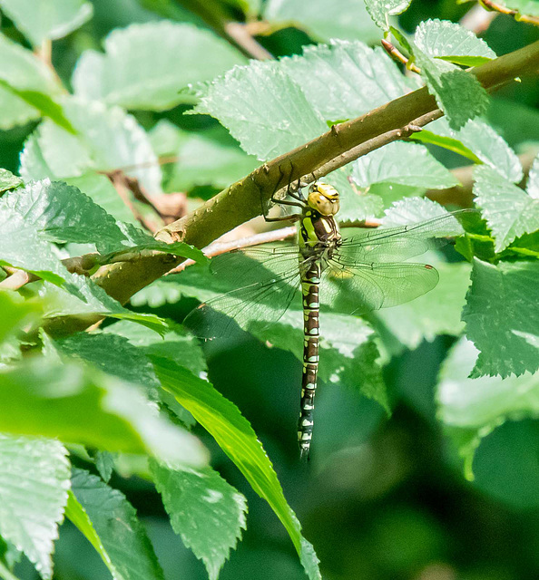 Migrant hawker dragonfly