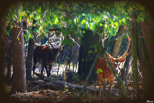 Cerfs dans l'ombre