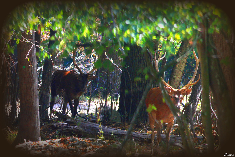 Cerfs dans l'ombre