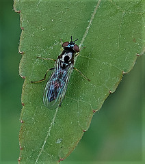 A Wee Scottish Beastie....Well Just Look At Its Tartan Wings!!!!