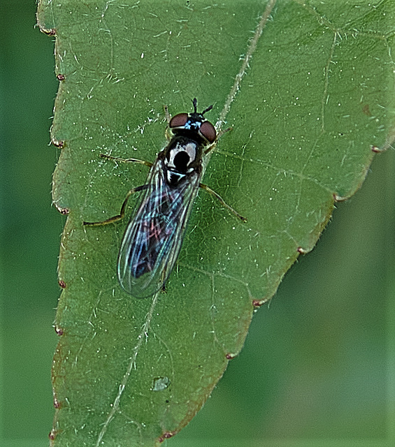 A Wee Scottish Beastie....Well Just Look At Its Tartan Wings!!!! A Wee Scottish Beastie....Well Just Look At Its Tartan Wings!!!!
