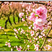 Kirschblüten im Margräflerland