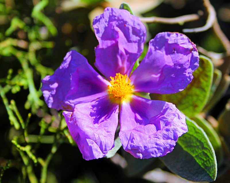 Pourpre 2