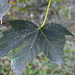 20220923 1778CPw [D~LIP] Berg-Ahorn (Acer pseudoplatanus), UWZ, Bad Salzuflen
