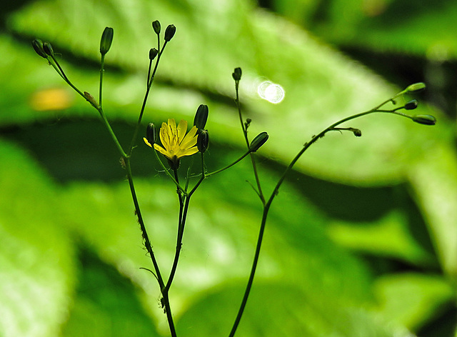 20230608 0743CPw [D~LIP] Rain-Kohl (Lapsana communis), Bad Salzuflen
