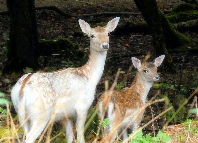 Fallow Deer with PiP