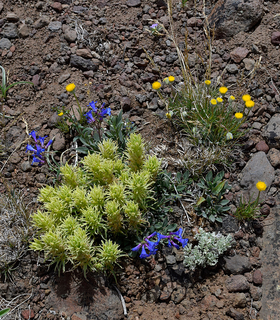 Steens Mountain Paintbrush