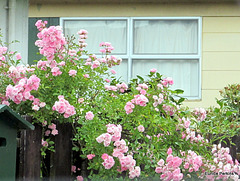 Rose Window.