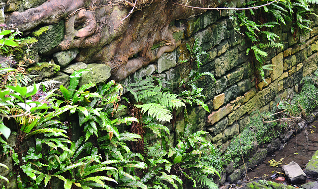 Along The Ouseburn, Jesmond Dene