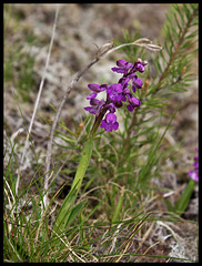 Orchis morio (2)