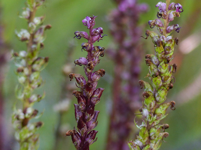 Elephant's head / Pedicularis groenlandica