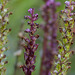 Elephant's head / Pedicularis groenlandica