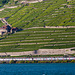 130828 RABe511 Lavaux