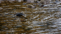 Dipper