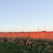Reed bed from Coast Path