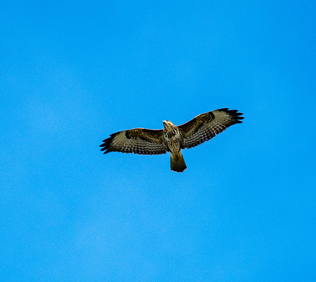 Buzzard