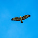 Buzzard