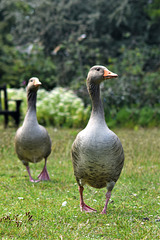 Goose stepping!