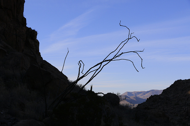 Sunset Ocotillo