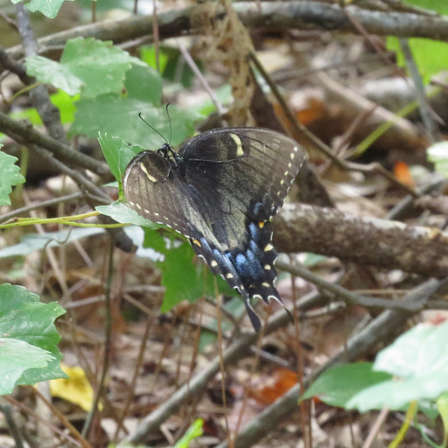 Eastern tiger swallowtail