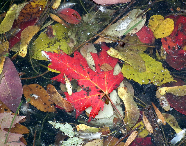 17/50 maple leaf, feuille d'érable 17/50 maple leaf, feuille d'érable