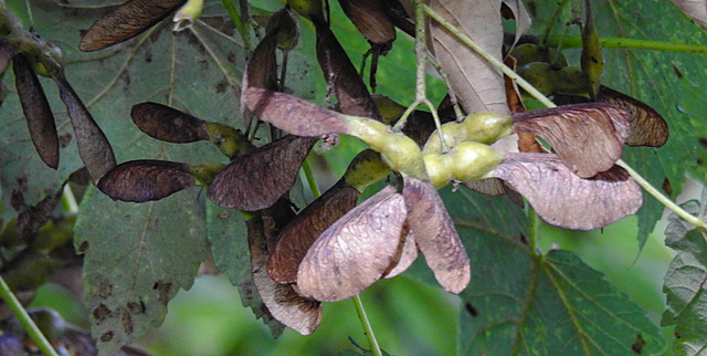 20220923 1779CPw [D~LIP] Berg-Ahorn (Acer pseudoplatanus), Frucht, UWZ, Bad Salzuflen