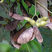 20220923 1779CPw [D~LIP] Berg-Ahorn (Acer pseudoplatanus), Frucht, UWZ, Bad Salzuflen