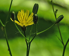 20230608 0744CPw [D~LIP] Rain-Kohl (Lapsana communis), Bad Salzuflen