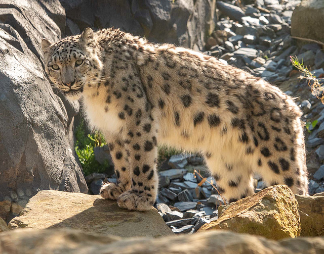 Snow leopard