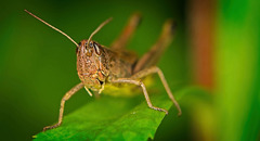 Der Wiesen Grashüpfer (Chorthippus dorsatus) hat sich gut angestellt :)) The meadow grasshopper (Chorthippus dorsatus) did well :)) Le criquet des prés (Chorthippus dorsatus) s'est bien comporté :))