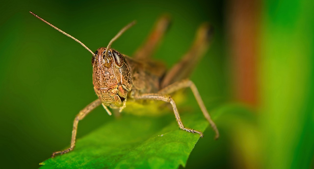 Der Wiesen Grashüpfer (Chorthippus dorsatus) hat sich gut angestellt :)) The meadow grasshopper (Chorthippus dorsatus) did well :)) Le criquet des prés (Chorthippus dorsatus) s'est bien comporté :)) Der Wiesen Grashüpfer (Chorthippus dorsatus) hat sich gut angestellt :)) The meadow grasshopper (Chorthippus dorsatus) did well :)) Le criquet des prés (Chorthippus dorsatus) s'est bien comporté :))