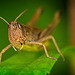 Der Wiesen Grashüpfer (Chorthippus dorsatus) hat sich gut angestellt :)) The meadow grasshopper (Chorthippus dorsatus) did well :)) Le criquet des prés (Chorthippus dorsatus) s'est bien comporté :))