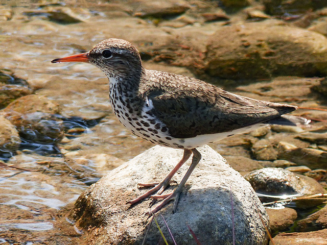 Spotted Sandpiper