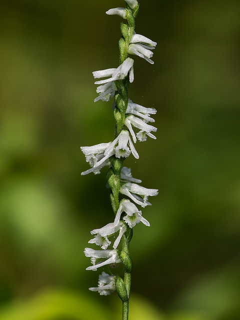 Spiranthes lacera var. gracilis (Slender Ladies'-tresses orchid)