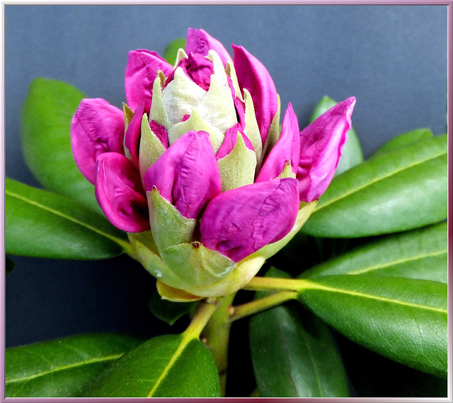 Rhododendron. ©UdoSm