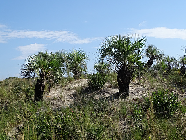 DSC04928 - butiá Butia catarinensis, Arecaceae, parcela 2